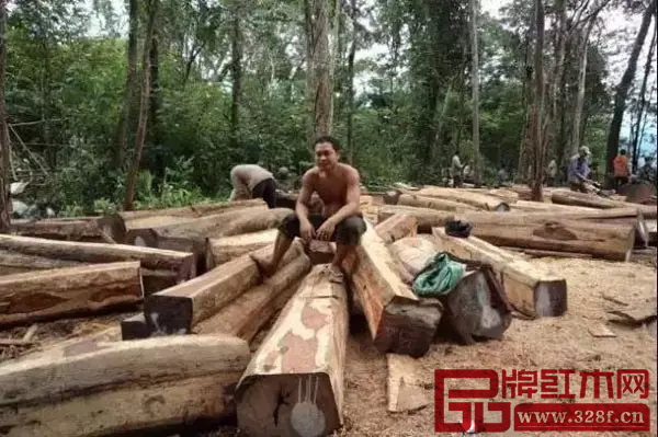 全缅将停止木材砍伐的消息，引起中国红木圈的关注