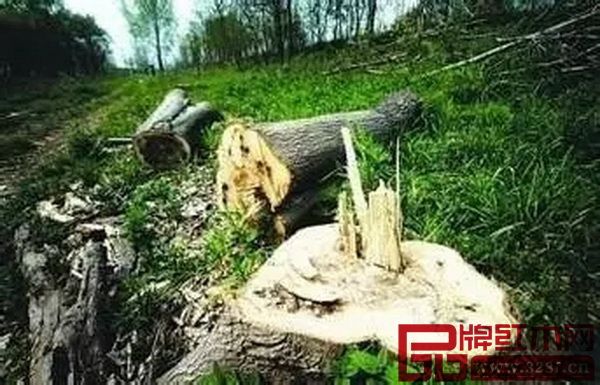 非法砍伐致使缅甸境内木材资源锐减