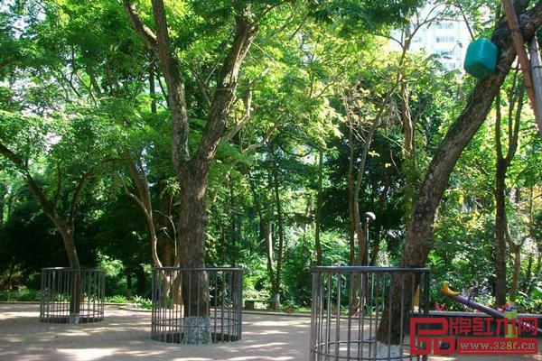 海口人民公园公开拍卖两株枯死的海南黄花梨树