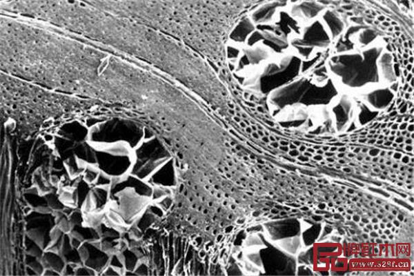在刺槐木材细胞腔内分布的内含物